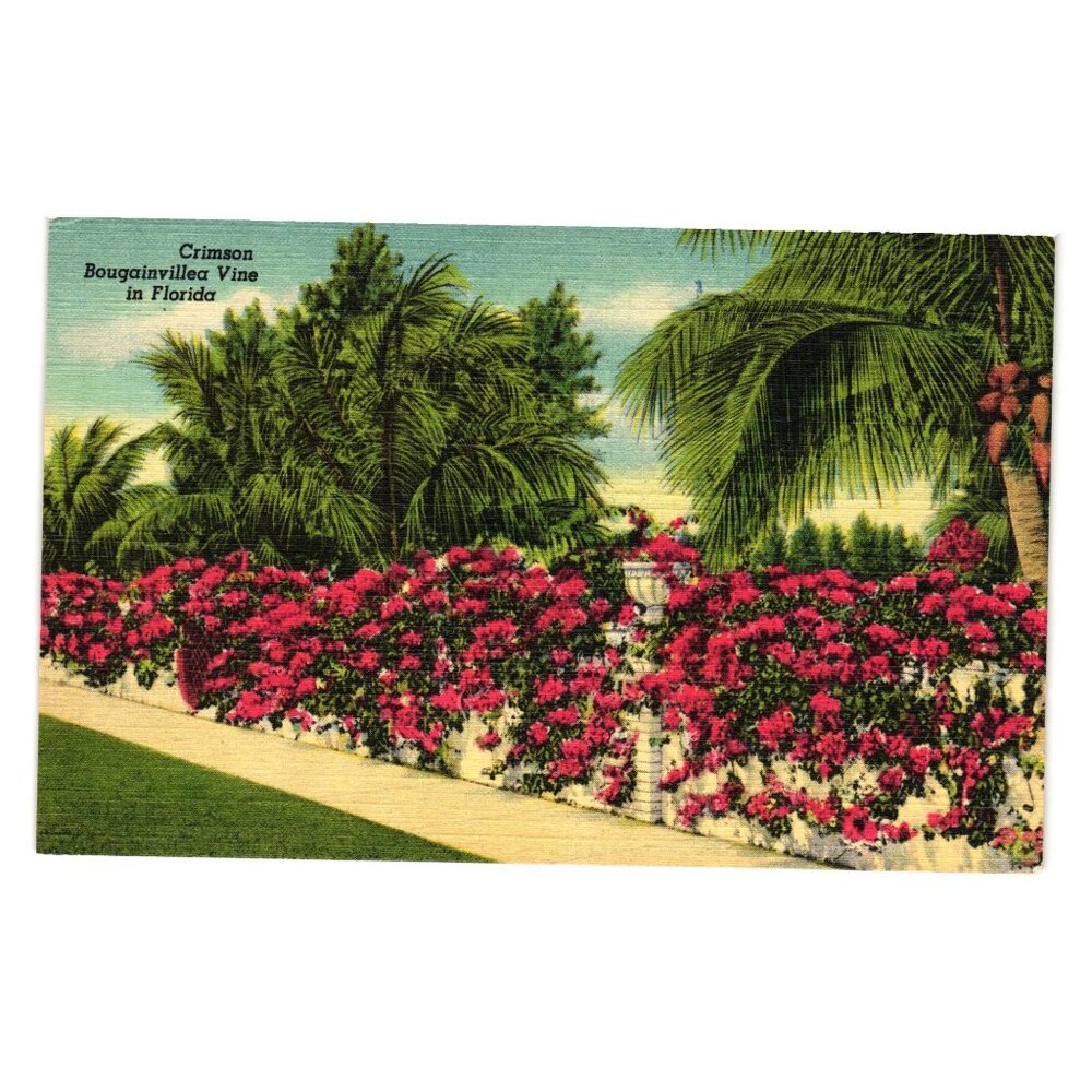 Crimson Bougainvillea Vine Postcard Jumbo Card Co Vintage Florida Tropical Scene
